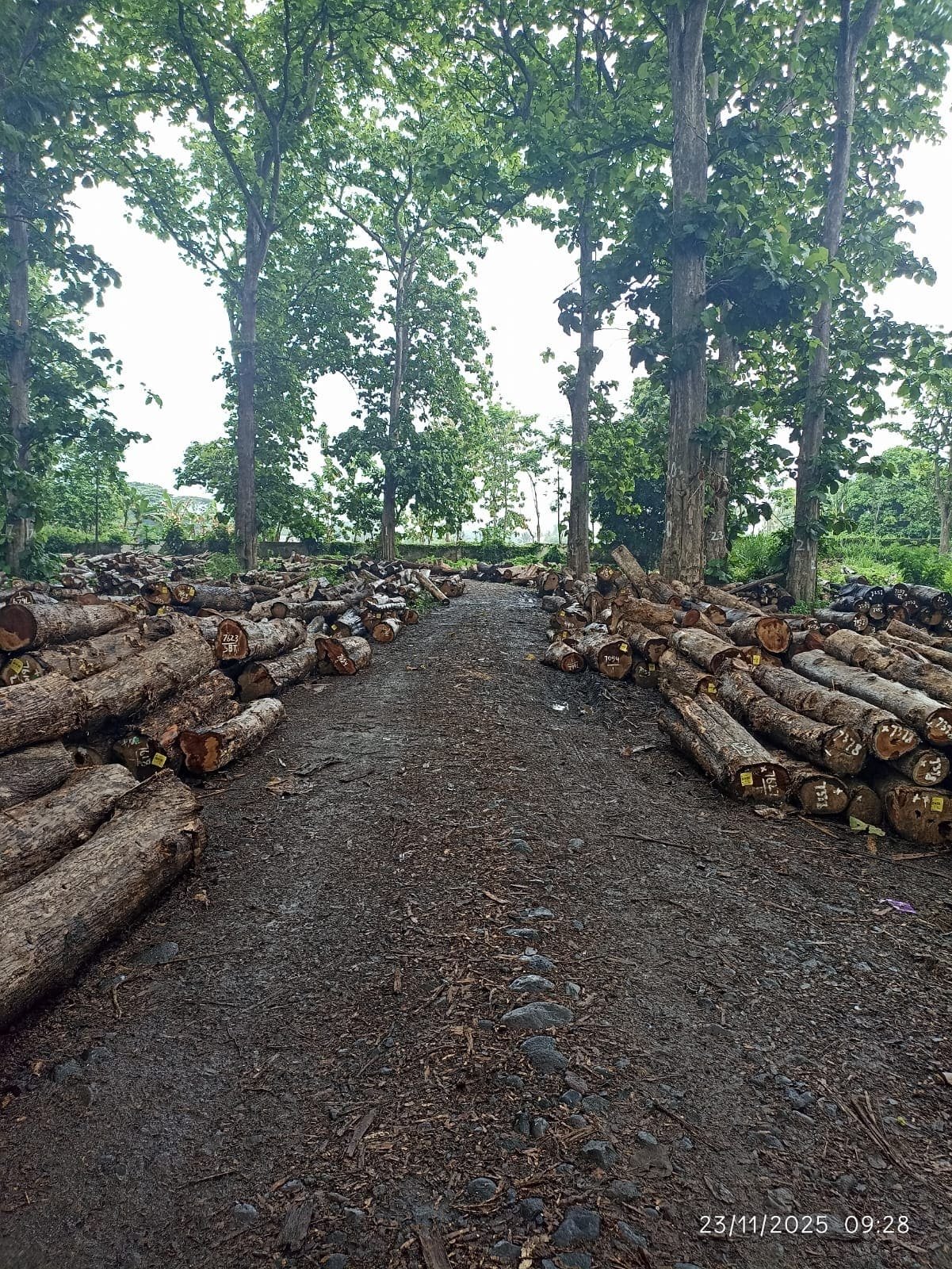 Kayu Jati 1