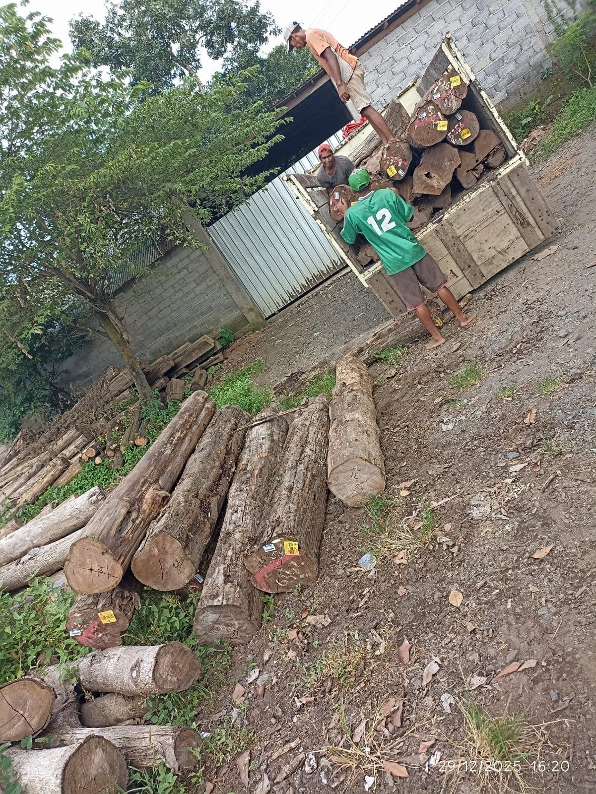 Kayu Jati 2
